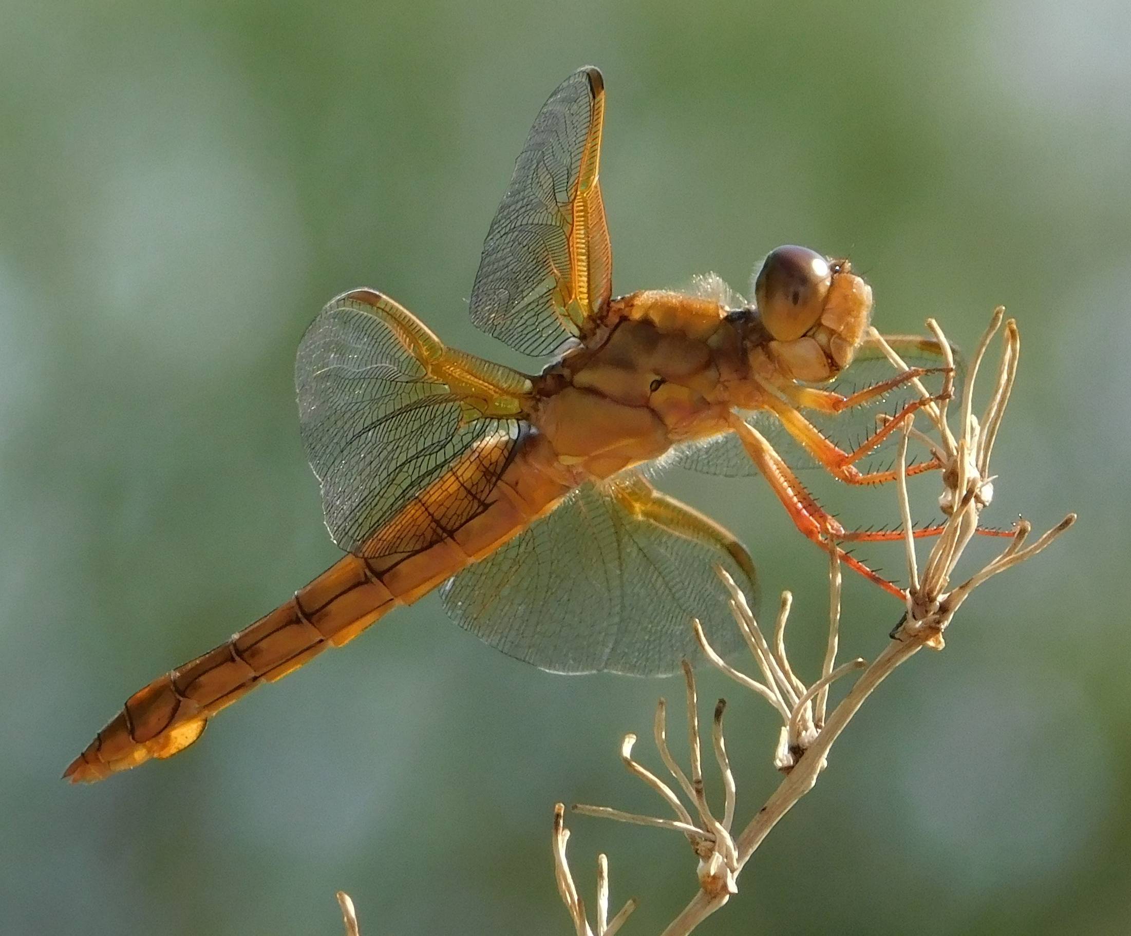 Dragonfly-FlameSkimmerCROPPED - Copy